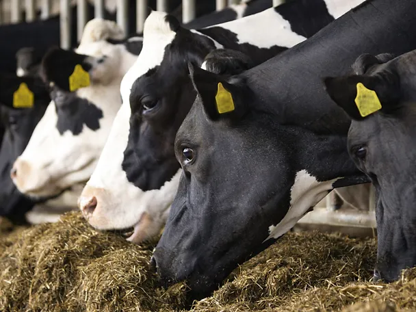 Kühe fressen Silage