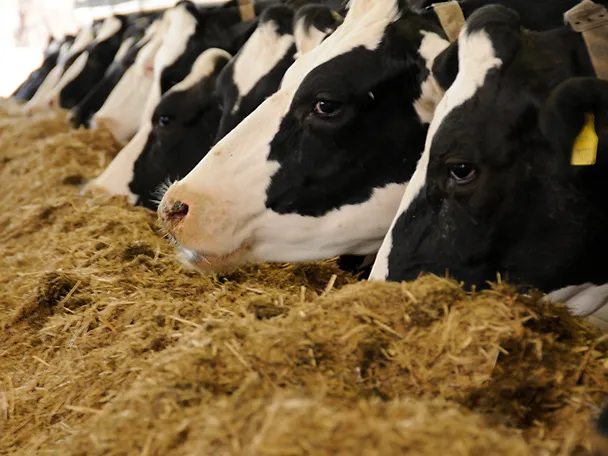 Kühe fressen Silage