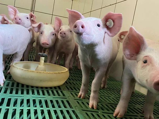 Ferkel an der Tränke