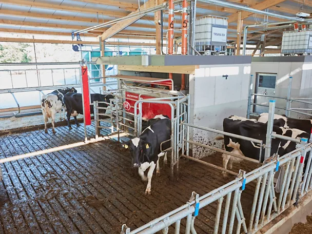 Melkroboter auf Gut Hülsenberg