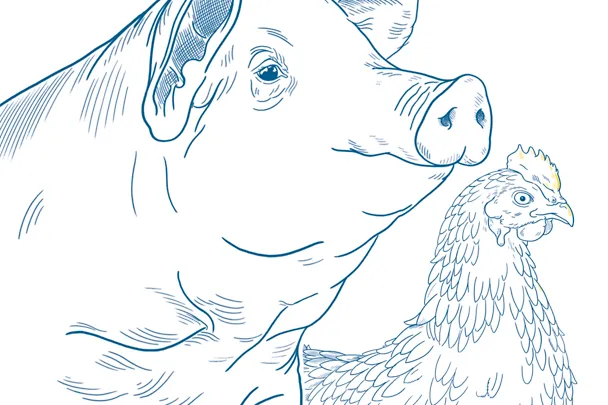 Illustration Schwein Gefluegel