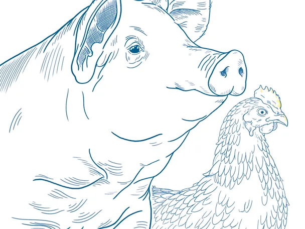 Illustration Schwein Gefluegel